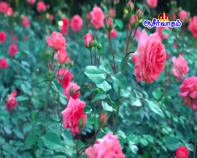 Aaseervatham TV