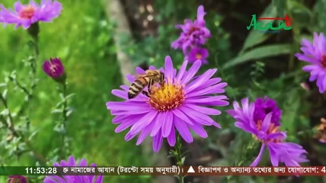 Azan TV