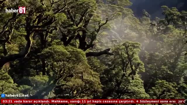 Haber61 TV