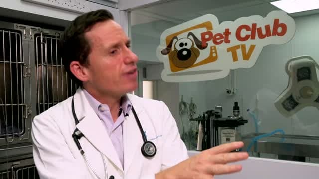Pet Club TV