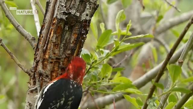 Viasat Nature